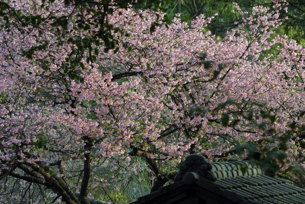 As Cerejeiras Pavilhao Japones